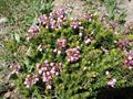 mountain heathers
